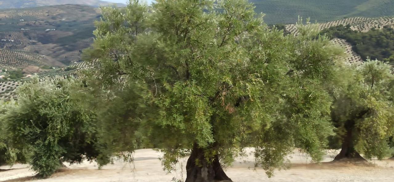 El Convento Vivienda Rural Jaen Andalucia Espana Carchelejo 外观 照片